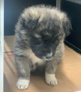 Hope a grey Romanian rescue dog | 1 Dog at a Time Rescue UK