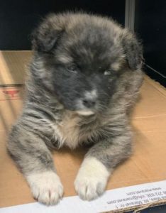 Hope a grey Romanian rescue dog | 1 Dog at a Time Rescue UK