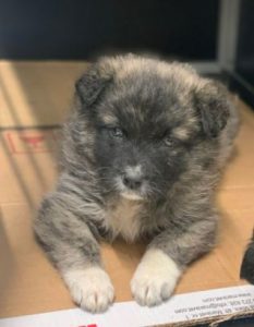 Hope a grey Romanian rescue dog | 1 Dog at a Time Rescue UK