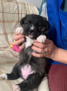 Libby a brown and white Romanian rescue dog | 1 Dog at a Time Rescue UK