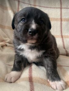 Libby a brown and white Romanian rescue dog | 1 Dog at a Time Rescue UK