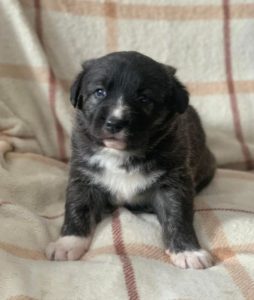 Libby a brown and white Romanian rescue dog | 1 Dog at a Time Rescue UK