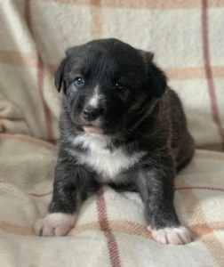 Libby a brown and white Romanian rescue dog | 1 Dog at a Time Rescue UK