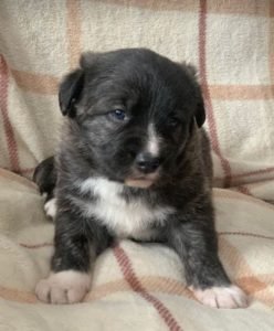 Libby a brown and white Romanian rescue dog | 1 Dog at a Time Rescue UK