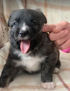 Libby a brown and white Romanian rescue dog | 1 Dog at a Time Rescue UK