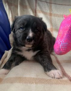 Libby a brown and white Romanian rescue dog | 1 Dog at a Time Rescue UK