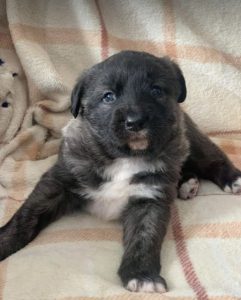 Lola a brown and white Romanian rescue dog | 1 Dog at a Time Rescue UK