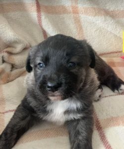 Lola a brown and white Romanian rescue dog | 1 Dog at a Time Rescue UK