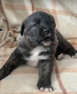 Lola a brown and white Romanian rescue dog | 1 Dog at a Time Rescue UK