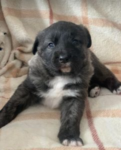 Lola a brown and white Romanian rescue dog | 1 Dog at a Time Rescue UK