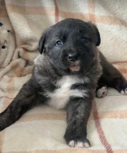 Lola a brown and white Romanian rescue dog | 1 Dog at a Time Rescue UK