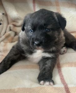 Lola a brown and white Romanian rescue dog | 1 Dog at a Time Rescue UK