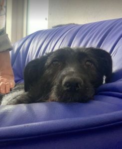 Lucy a black Romanian rescue dog | 1 Dog at a Time Rescue UK