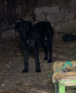 Lucy a black Romanian rescue dog | 1 Dog at a Time Rescue UK