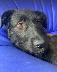 Lucy a black Romanian rescue dog | 1 Dog at a Time Rescue UK