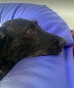 Lucy a black Romanian rescue dog | 1 Dog at a Time Rescue UK