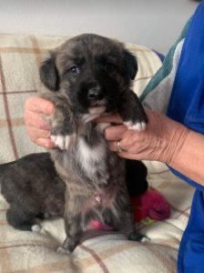 Ollie a brown and white Romanian rescue dog | 1 Dog at a Time Rescue UK