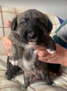 Ollie a brown and white Romanian rescue dog | 1 Dog at a Time Rescue UK