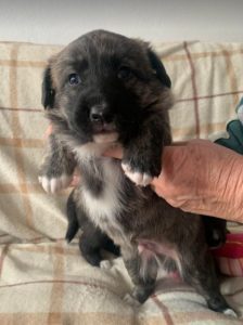 Ollie a brown and white Romanian rescue dog | 1 Dog at a Time Rescue UK