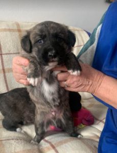 Ollie a brown and white Romanian rescue dog | 1 Dog at a Time Rescue UK