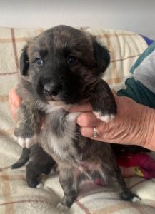 Ollie a brown and white Romanian rescue dog | 1 Dog at a Time Rescue UK