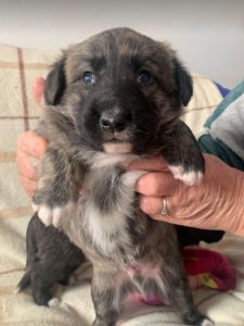 Ollie a brown and white Romanian rescue dog | 1 Dog at a Time Rescue UK