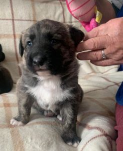 Ollie a brown and white Romanian rescue dog | 1 Dog at a Time Rescue UK