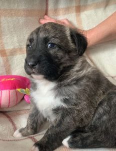 Ollie a brown and white Romanian rescue dog | 1 Dog at a Time Rescue UK