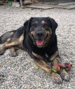 Romeo a black and tan Romanian rescue dog | 1 Dog at a Time Rescue UK