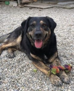 Romeo a black and tan Romanian rescue dog | 1 Dog at a Time Rescue UK