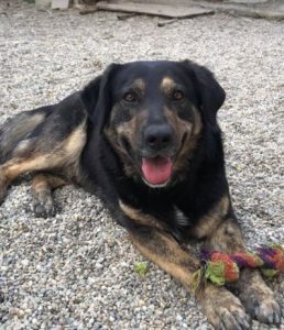 Romeo a black and tan Romanian rescue dog | 1 Dog at a Time Rescue UK