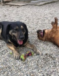 Romeo a black and tan Romanian rescue dog | 1 Dog at a Time Rescue UK