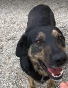 Romeo a black and tan Romanian rescue dog | 1 Dog at a Time Rescue UK