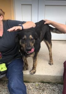 Romeo a black and tan Romanian rescue dog | 1 Dog at a Time Rescue UK