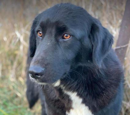 Ashley a black romanian rescue dog | 1 dog at a time rescue uk