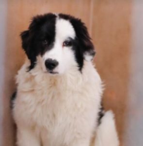 Bowie a black and white Romanian rescue dog | 1 Dog at a Time Rescue UK