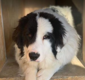 Bowie a black and white Romanian rescue dog | 1 Dog at a Time Rescue UK