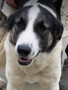 Carlos a black and white Romanian rescue dog | 1 Dog at a Time Rescue UK