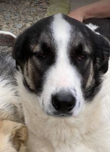 Carlos a black and white Romanian rescue dog | 1 Dog at a Time Rescue UK