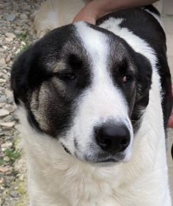 Carlos a black and white Romanian rescue dog | 1 Dog at a Time Rescue UK