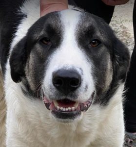 Carlos a black and white Romanian rescue dog | 1 Dog at a Time Rescue UK