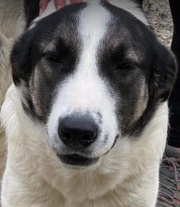 Carlos a black and white Romanian rescue dog | 1 Dog at a Time Rescue UK