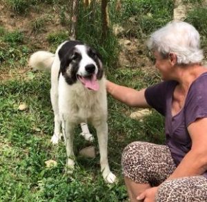 Carlos a black and white Romanian rescue dog | 1 Dog at a Time Rescue UK