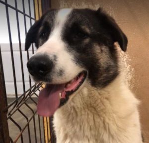 Carlos a black and white Romanian rescue dog | 1 Dog at a Time Rescue UK