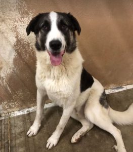 Carlos a black and white Romanian rescue dog | 1 Dog at a Time Rescue UK