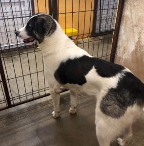 Carlos a black and white Romanian rescue dog | 1 Dog at a Time Rescue UK