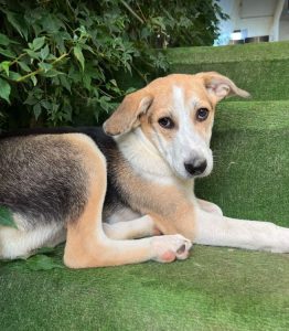 Catie, a white, black and faun Romanian rescue dog | 1 Dog at a Time Rescue UK