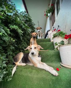 Catie, a white, black and faun Romanian rescue dog | 1 Dog at a Time Rescue UK