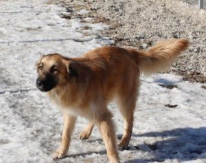 Charley a fawn coloured Romanian rescue dog | 1 Dog at a Time Rescue UK