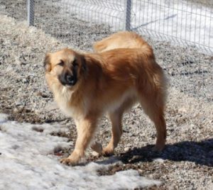 Charley a fawn coloured Romanian rescue dog | 1 Dog at a Time Rescue UK